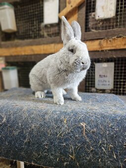 Predám králiky veľký svetlý strieborný - 2