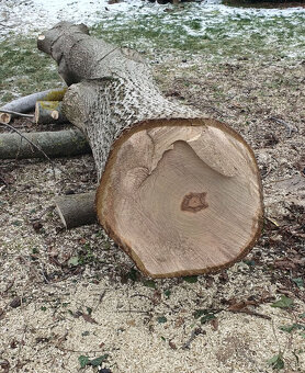 Predám orechový kmeň - 2