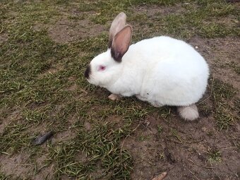 Predám samice Hyla a Hyplus - 2