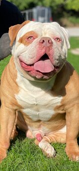 Americky bulldog - 2