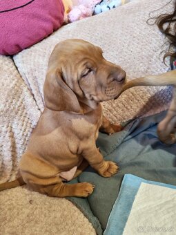 Maďarská vyžla - 2