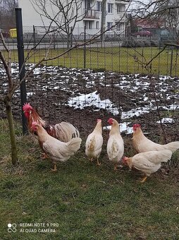 Vlaska cervenosedlata - 2