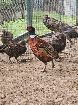 Predám bažanty Tenebrozy - 2