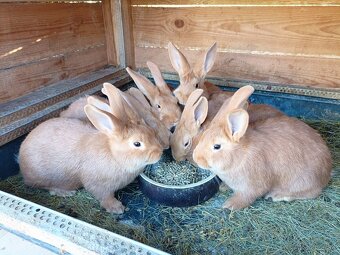 Predám Burgundske králiky - 2