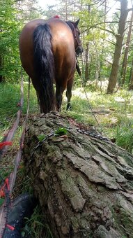 Predám ťažnu kobylu - 2