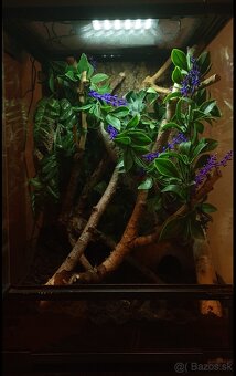 Teráriá- Terarijne zvierata. - 2