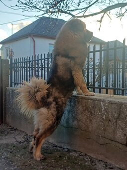 Kaukazskỳ Ovčiak - 2