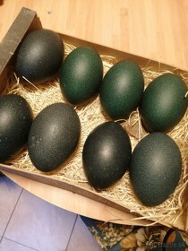 Pštrosie vajcia - 2
