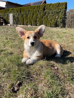 Welsh corgi pembroke - 2