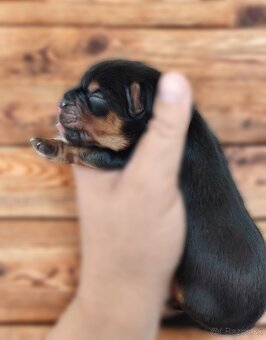 Yorkshire terrier psík - 2
