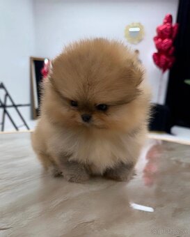 Pomeranian dievčatko - 2