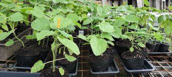 Paulovnia plstnatá (Paulownia tomentosa) - 2