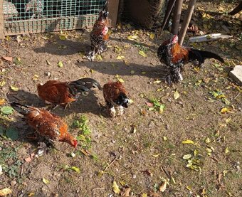 Predám kohútiky MILFLERKY - 2