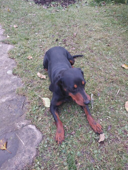 darujem fenku slov.kopova - 2