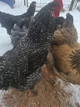 Kohuty brahman a mix - 2