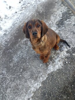 Bavorský farbiar - 2