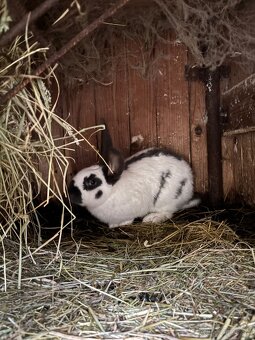 Predám králiky - 2