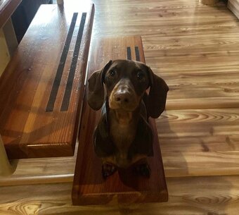 Jazvečik na kritie - 2