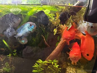 Americké cichlidy - 2