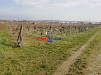 Obrábaný vinohrad Pezinok lokalita Pánsky chodník - Vimpergy - 2