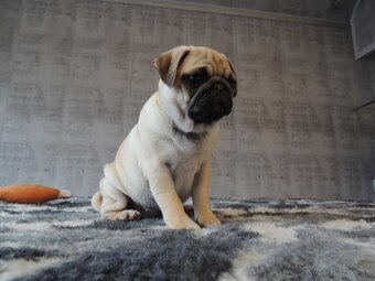 MOPS s PP. - 2