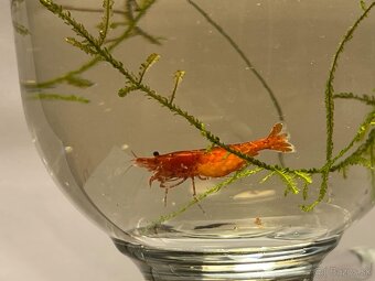 Krevetky Neocaridina Bloody Mary Super - 2