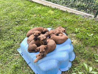 Írsky teriér šteniatka na predaj - 2