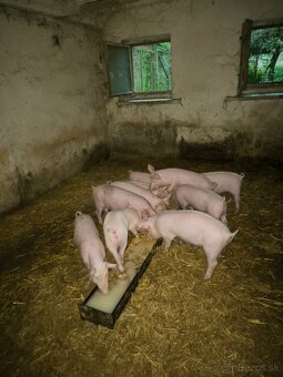 Predám odstavčatá - 2