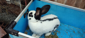 Predám zajacov NOS - 2