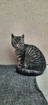 Darujem mačiatko - 2