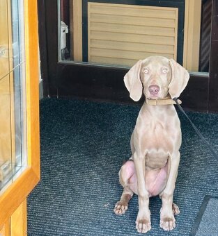 Weimarský stavač - 2