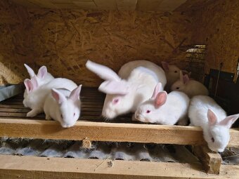 Predám hyla králiky - 2