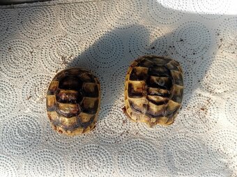 Suchozemska korytnačka - 2