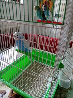 Andulky - 2