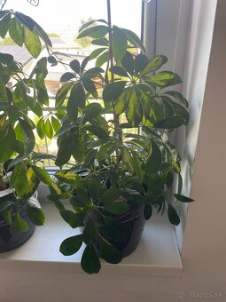 Schefflera - 2