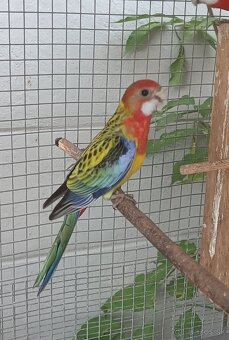 Predám rozely - 2