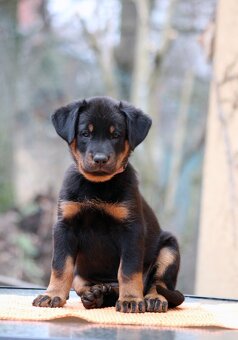 Beauceron - francouzský ovčák s PP (FCI) - 2