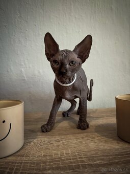 Kanadský Sphynx - 2