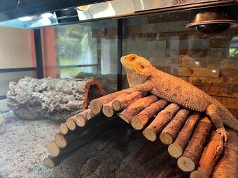 Agama + terarium - 2
