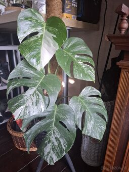 Monstera albo - 2