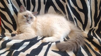 Ragdoll Kocúrik - 2