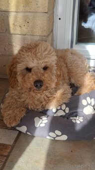 Pudlik pudel trpasličí,psík - 2