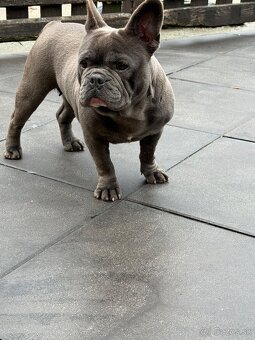 Francúzsky buldocek - 2