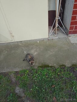 Darujem dve mačiatka - 2