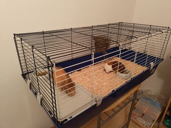 Darujem 2 morčatá. - 2