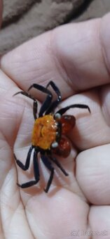 Maly druh krabov - 2