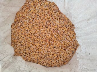 Pšenica kukurica - 2