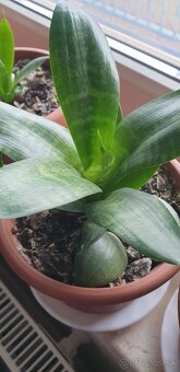 Svokrine jazyky nízke - 2