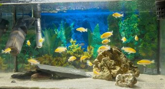 Africke cichlidy malawi - yellowky - 2