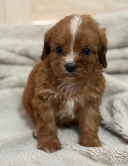 Cavapoo - 2